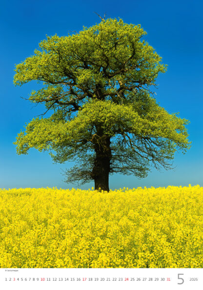 Monatsbild des Kalenders "Trees 2026", Monat Mai