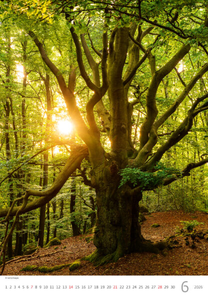 Monatsbild des Kalenders "Trees 2026", Monat Juni