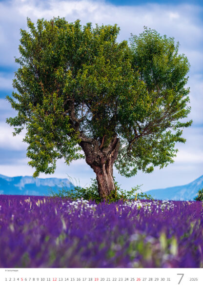 Monatsbild des Kalenders "Trees 2026", Monat Juli