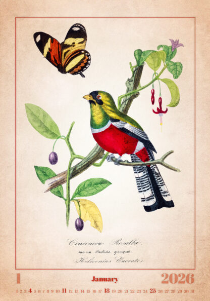 Monatsbild des Kalenders "Aviarium 2026", Januar
