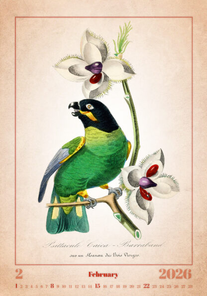 Monatsbild des Kalenders "Aviarium 2026", Februar