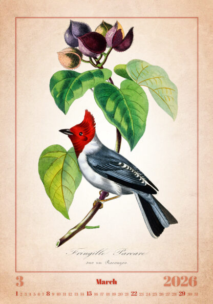 Monatsbild des Kalenders "Aviarium 2026", März
