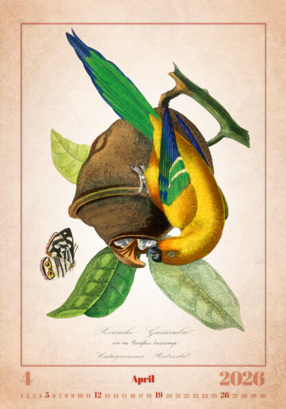 Monatsbild des Kalenders "Aviarium 2026", April