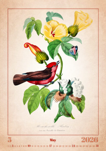 Monatsbild des Kalenders "Aviarium 2026", Mai