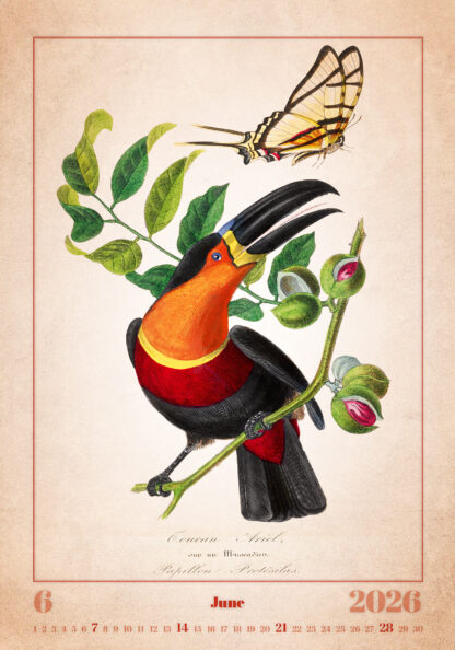Monatsbild des Kalenders "Aviarium 2026", Juni
