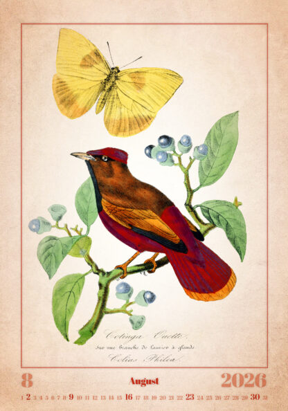Monatsbild des Kalenders "Aviarium 2026", August