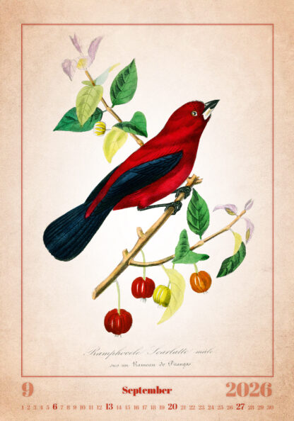 Monatsbild des Kalenders "Aviarium 2026", September
