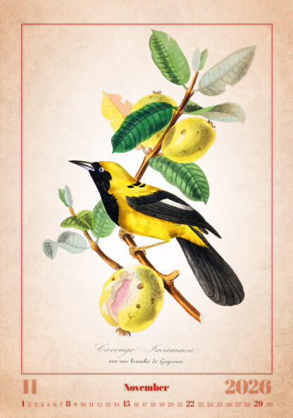 Monatsbild des Kalenders "Aviarium 2026", November