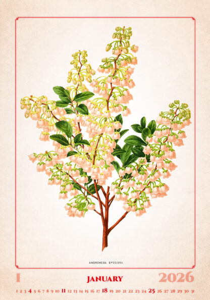 Kalenderbild des Kalenders "Herbarium 2026", Monat Januar