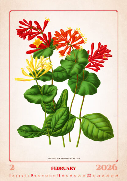 Kalenderbild des Kalenders "Herbarium 2026", Monat Februar