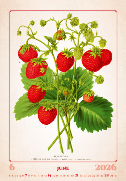 Kalenderbild des Kalenders "Herbarium 2026", Monat Juni