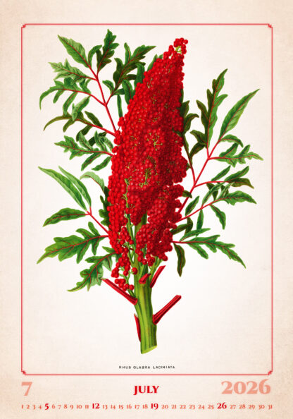 Kalenderbild des Kalenders "Herbarium 2026", Monat Juli