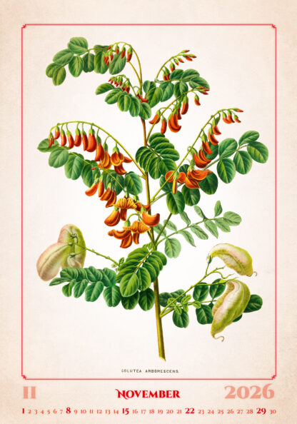 Kalenderbild des Kalenders "Herbarium 2026", Monat November
