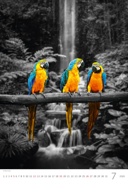 Monatsbild des Kalenders Color Art 2026, Juli