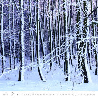 Monatsbild des Kalenders "Forest 2026", Monat Februar