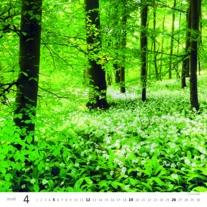 Monatsbild des Kalenders "Forest 2026", Monat April