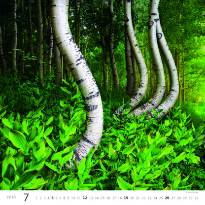 Monatsbild des Kalenders "Forest 2026", Monat Juli