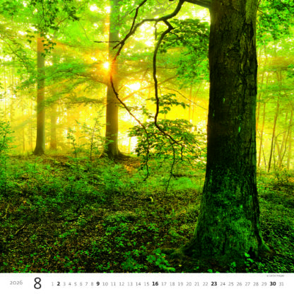 Monatsbild des Kalenders "Forest 2026", Monat August