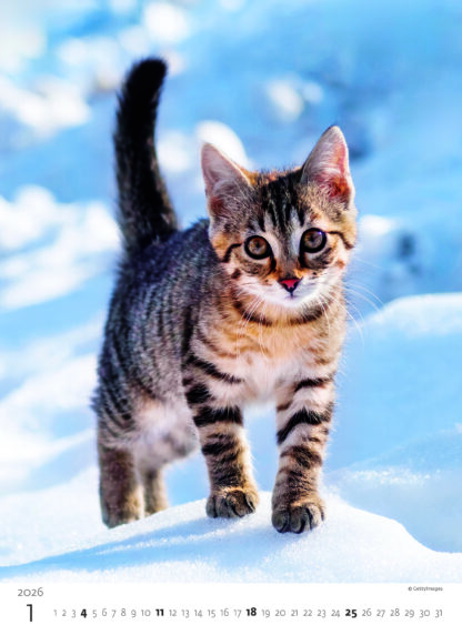 Kittens 2026 – Bild 2