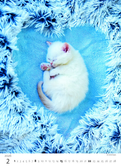 Monatsbild des Kalenders "Kittens 2026", Monat Februar