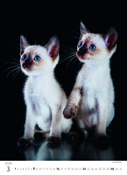 Monatsbild des Kalenders "Kittens 2026", Monat März