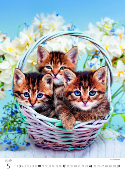 Monatsbild des Kalenders "Kittens 2026", Monat Mai