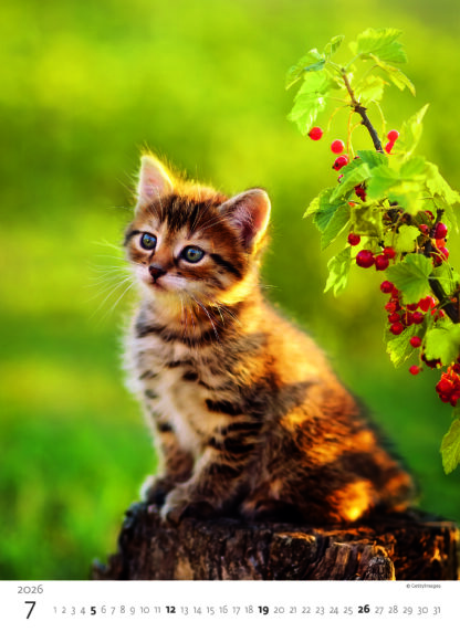 Monatsbild des Kalenders "Kittens 2026", Monat Juli