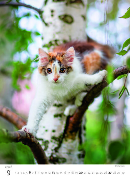 Monatsbild des Kalenders "Kittens 2026", Monat September