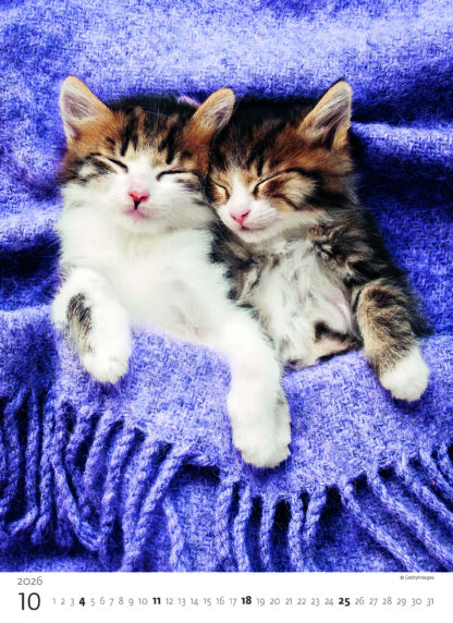 Monatsbild des Kalenders "Kittens 2026", Monat Oktober