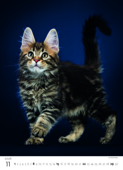 Monatsbild des Kalenders "Kittens 2026", Monat November
