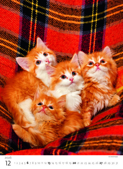 Monatsbild des Kalenders "Kittens 2026", Monat Dezember